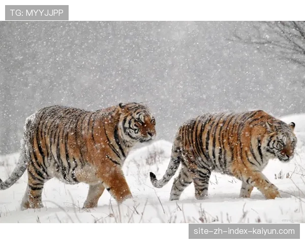 吉林东北虎成赛季最大黑马 防守压迫性令强队难以适应